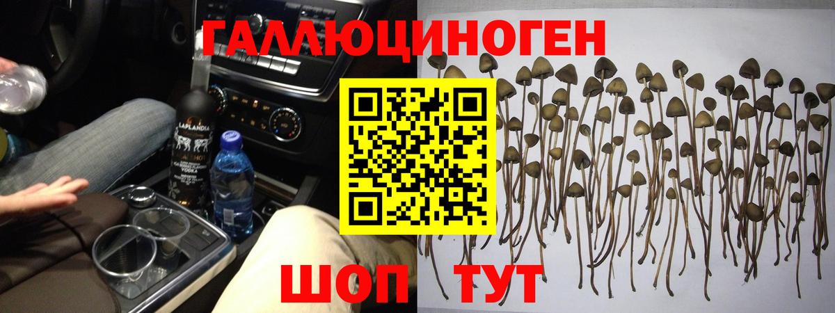 Псилоцибиновые грибы прущие грибы Малгобек